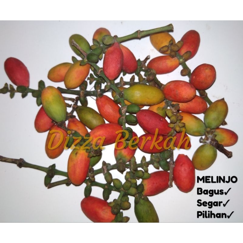 

Melinjo/Tangkil/Buah Tangkil/100gr/Bagus/Pilihan/Dizza Berkah