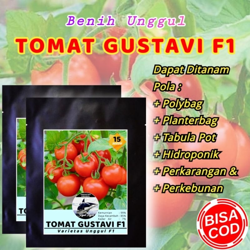 BENIH UNGGUL TOMAT GUSTAVI F1