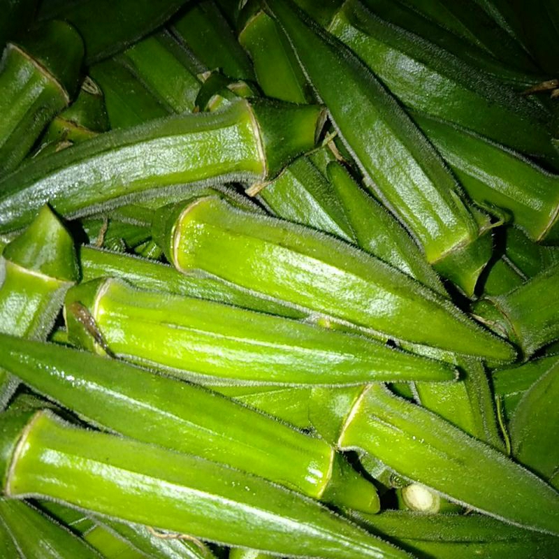 

SAYUR OKRA BENDI GUMBO SEGAR