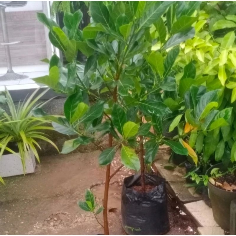 pohon nangka merah sudah berbuah