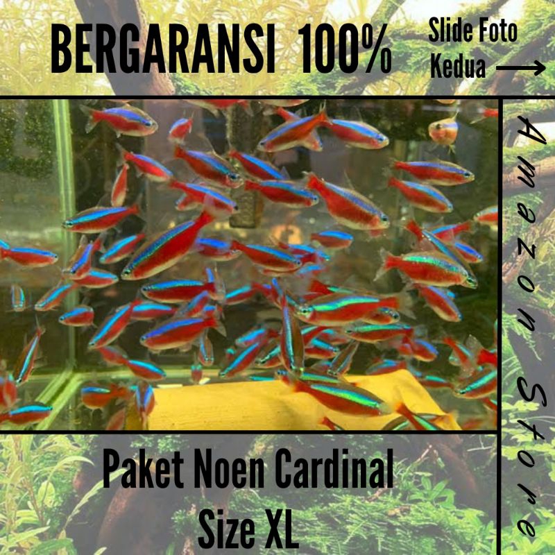 Paket Ikan Neon Cardinal Isi 30 Ekor / Neon Cardinal - Ikan Hias Aquascape