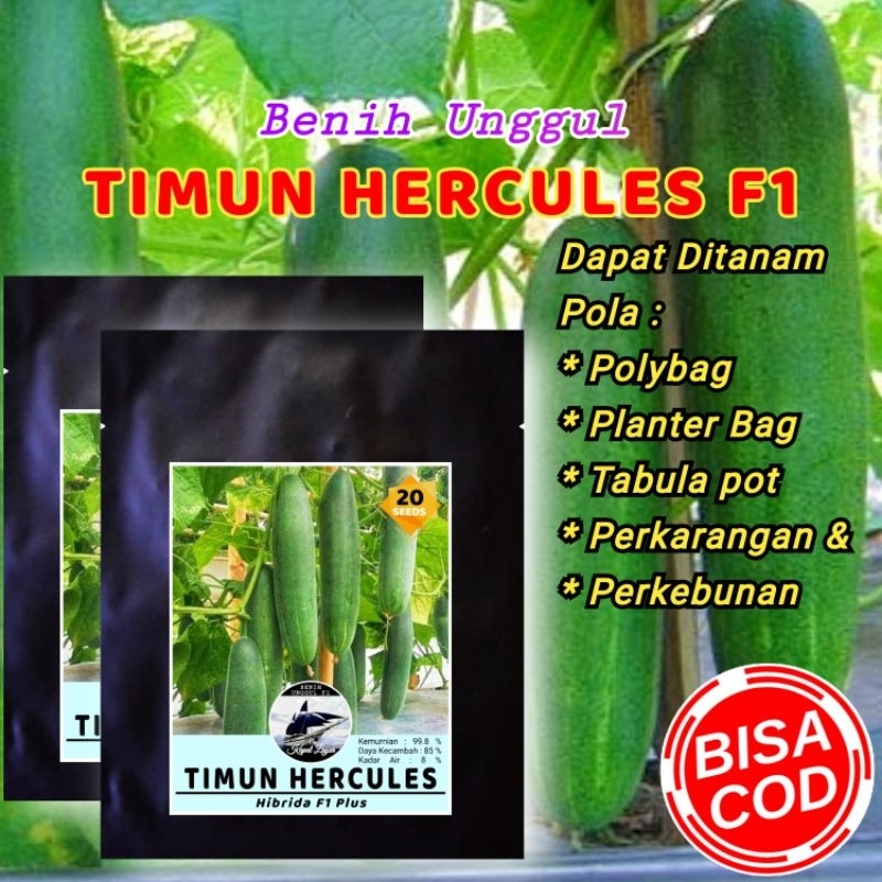 BENIH UNGGUL TIMUN HERCULES / TIMUN LALAP HIJAU