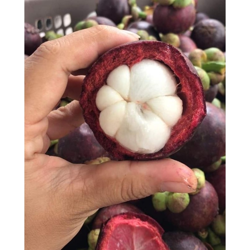 

Buah Manggis