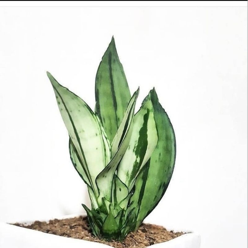 Sansevieria Brazilian Moonshine