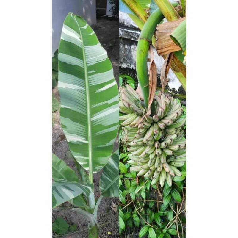 bibit pisang florida varigata