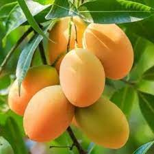 Bibit mangga madu, okulasi mangga super genjah