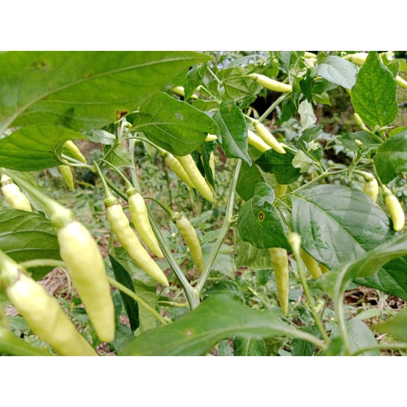 

Cabai rawit caplak hijau 500 gram