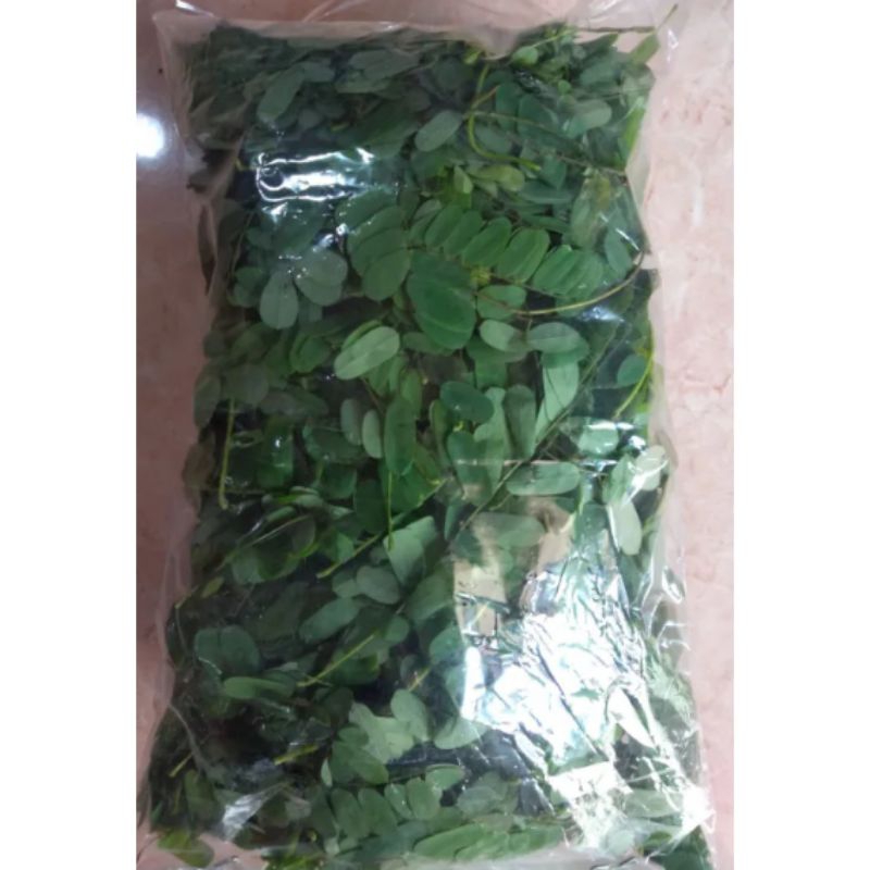 

DAUN SAGA SEGAR / DAUN SOGO SEGAR / DAUN SEUGE HERBAL