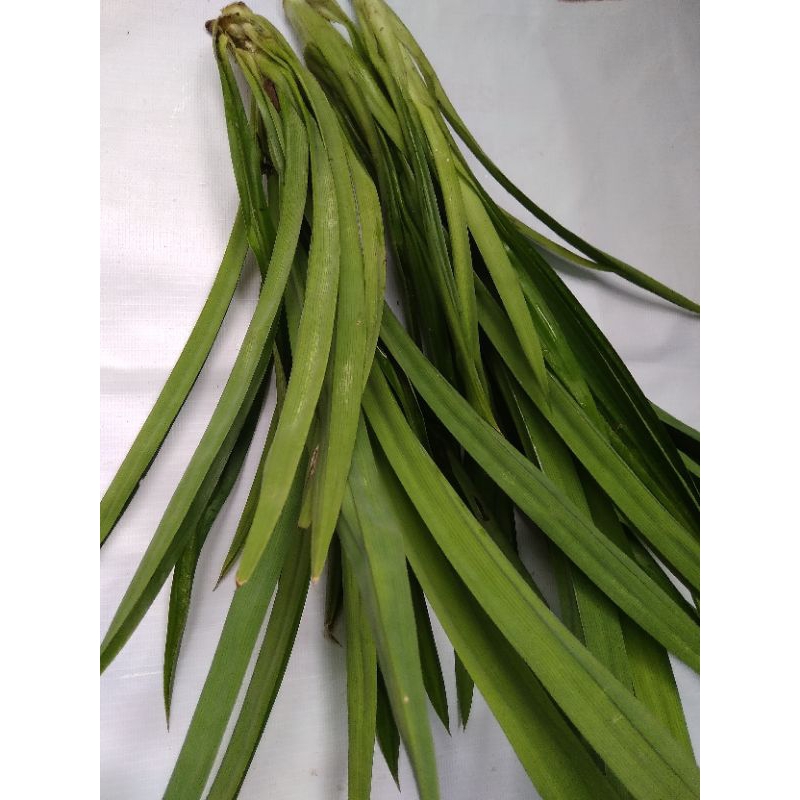 

DAUN PANDAN/1 IKAT/FRESH/DIZZA BERKAH