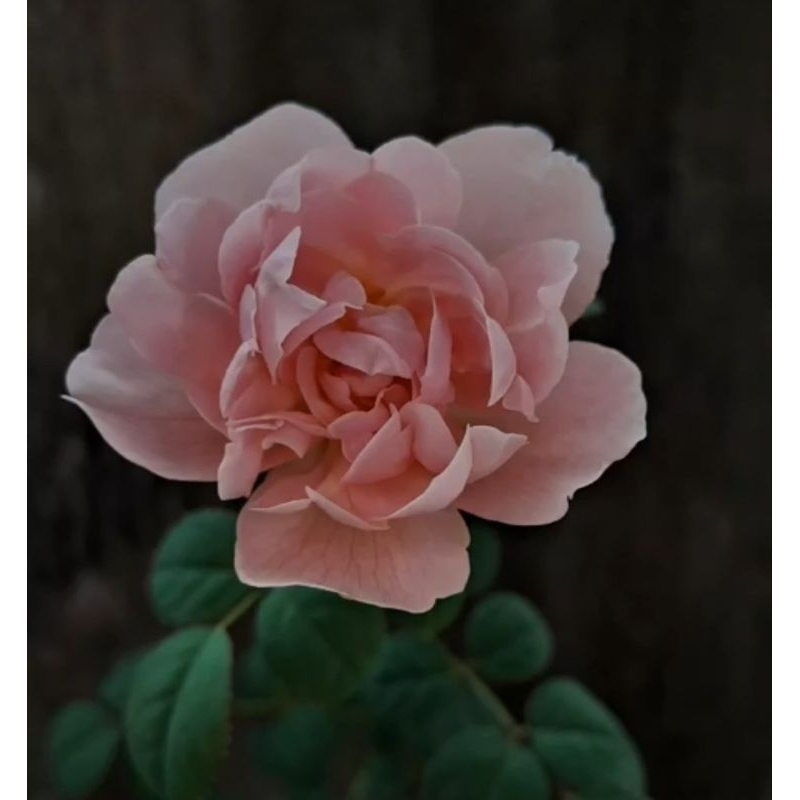 ownroot mawar queen of sweden