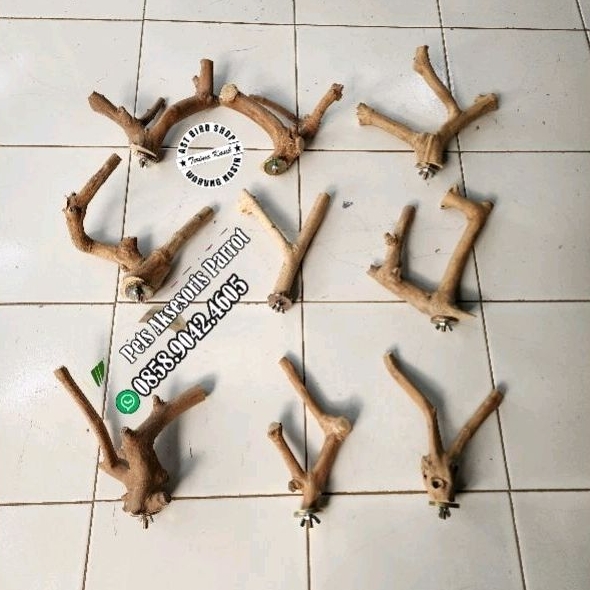 Panjang 20cm tangkringan kayu kopi