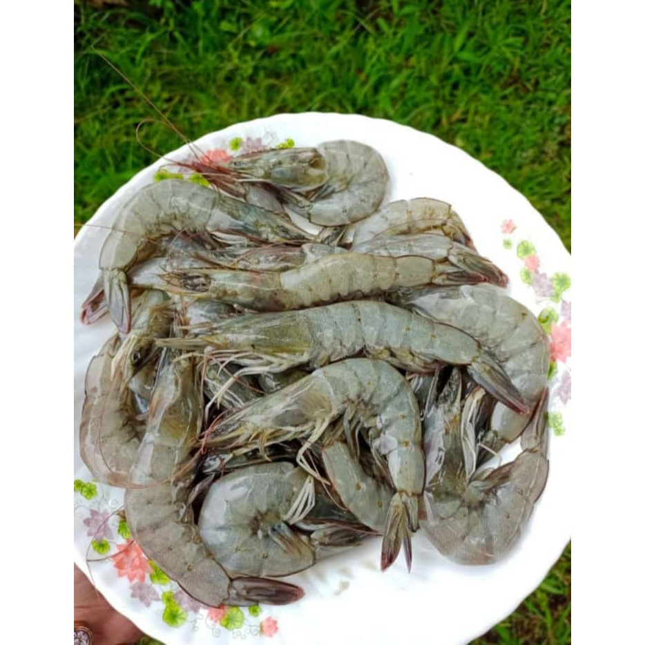 

Udang Vaname 1kg