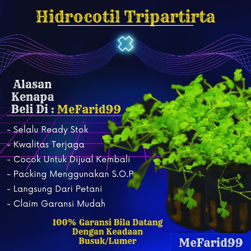 Hidrocotil Tripartirta Tanaman Aquascape tanpa Co2 (Tanaman Aquascape)