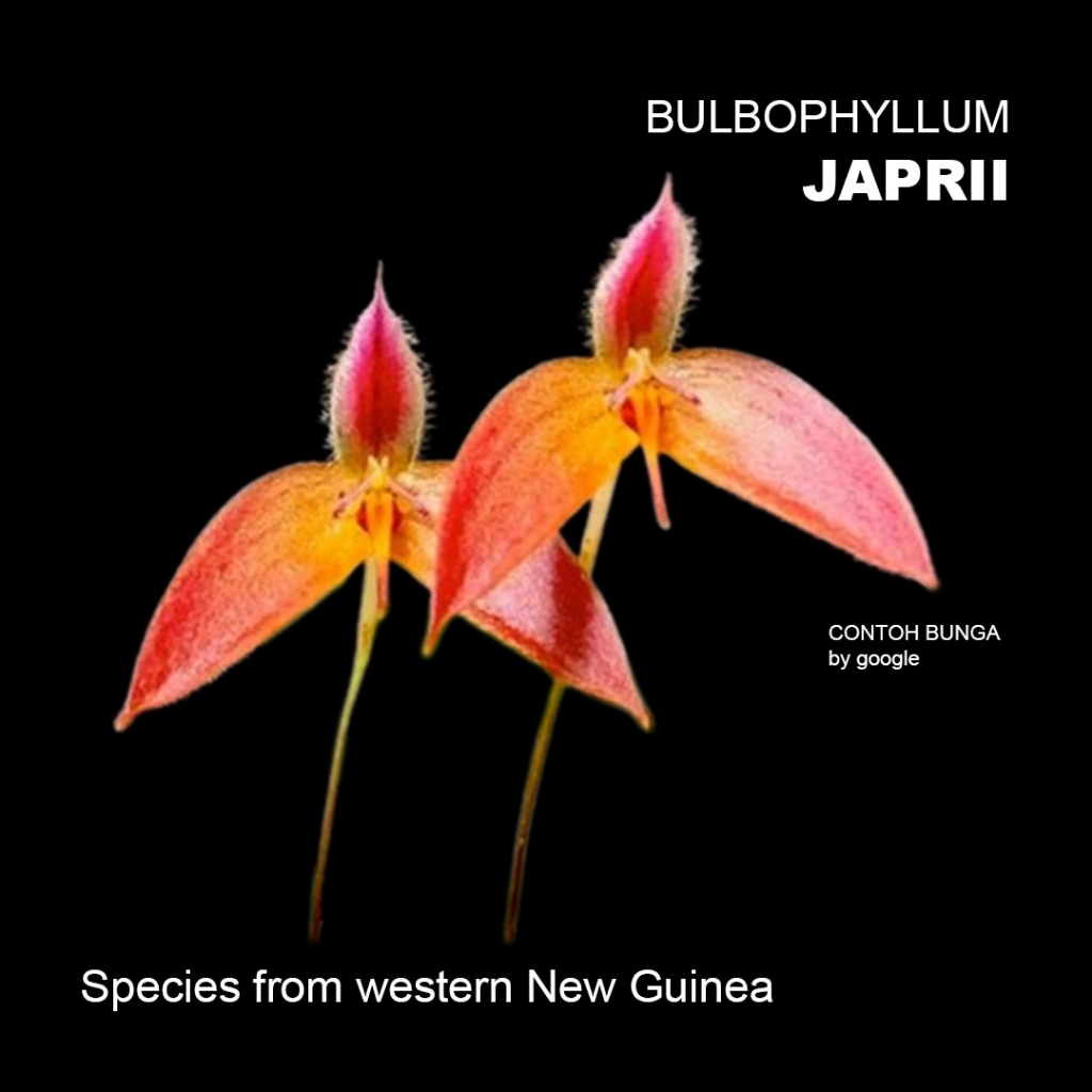 Bulbophyllum Japrii