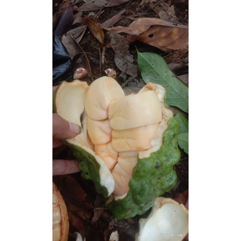 

BUAH HERBAL / COLA NUT