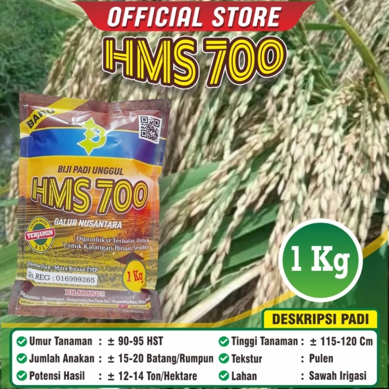 Jivara56 Padi Unggul Hms 700 Hms700 / Biji Padi Hms 700 / Biji Hms 700 / Kemasan 1 Kilogram / Bisa /