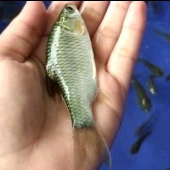 Bibit ikan tawes ukuran 2 jarian murah berkualitas