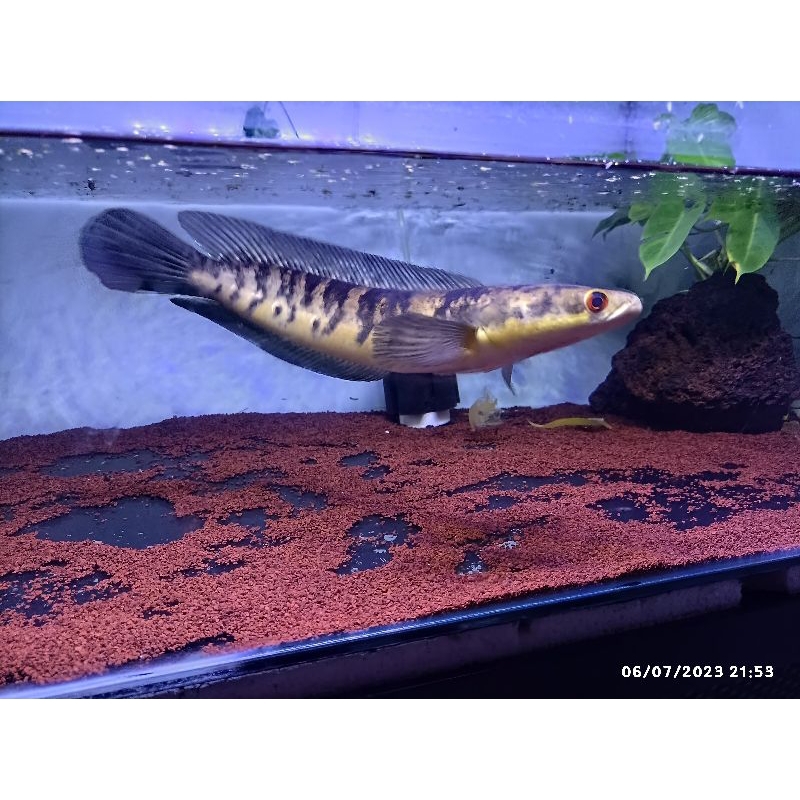 maru ys yellow sentarum