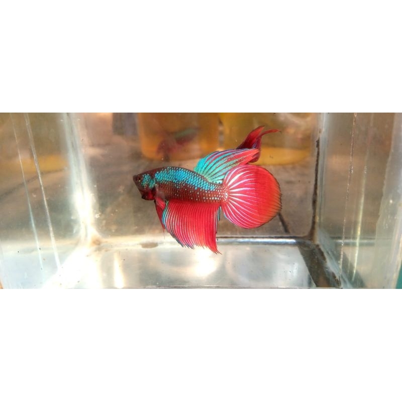 cupang veiltail slayer clasic green metalic