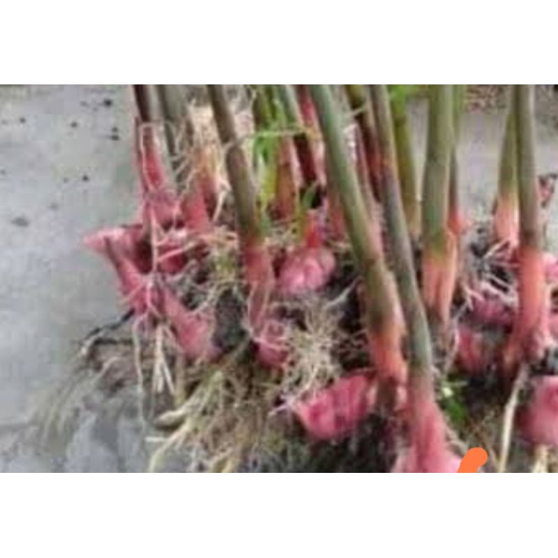 Laja Merah / Lengkuas Merah 1 kg