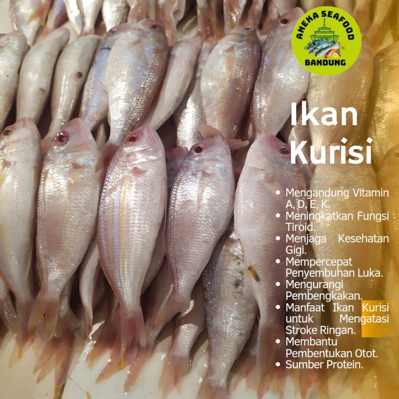 

Ikan Terisi Segar / Ikan Kurisi Fresh 1.0lg