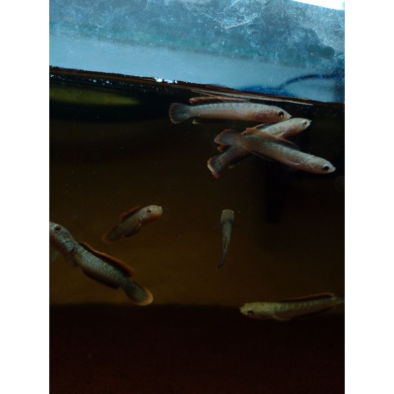 limbata cb lawu premium 4cm 10 ekor