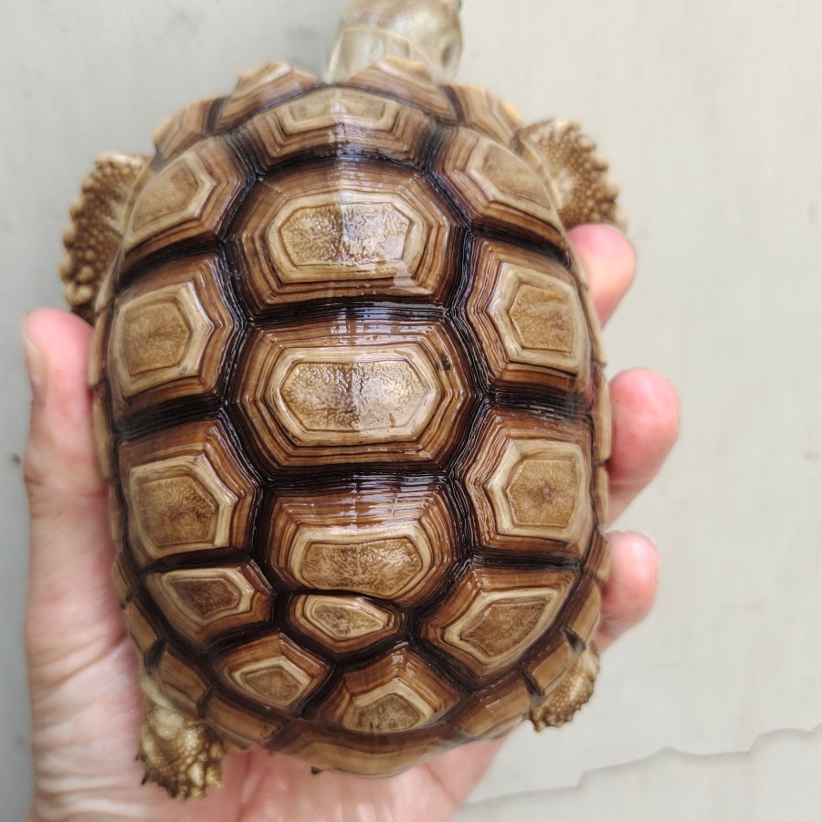 Pelet Kura Kura Sulcata Murah 12-13cm Rawatan VVVIP Kulitas Istimewaaaa