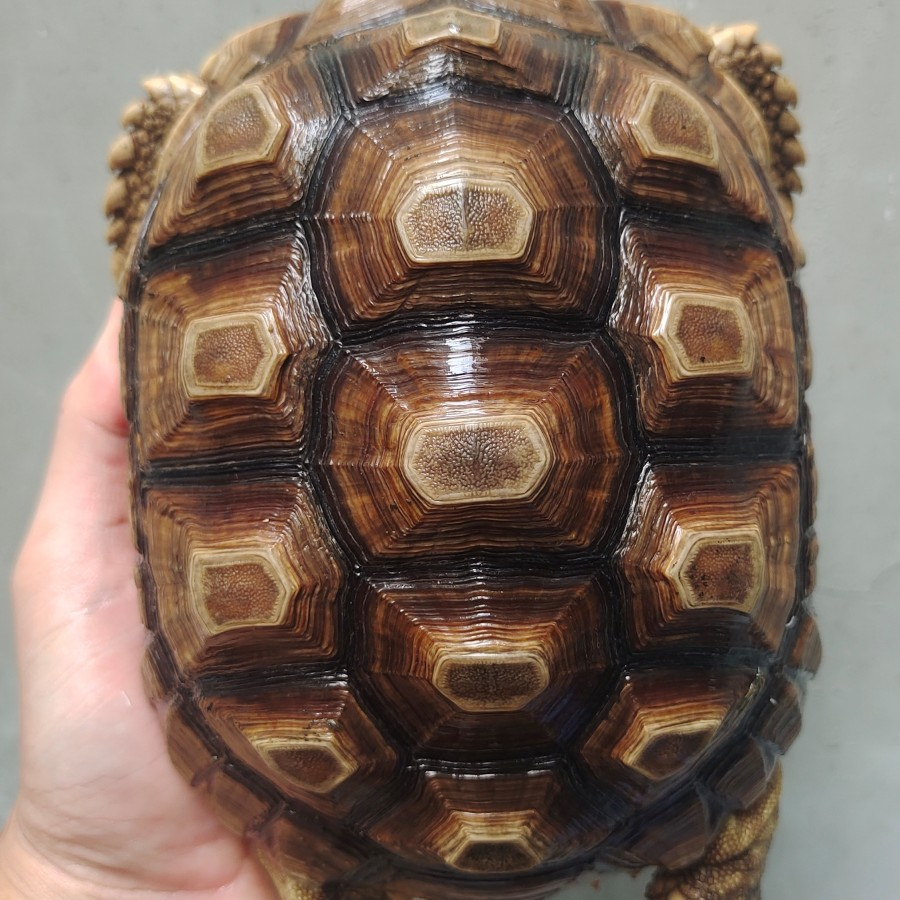 Pelet Kura Kura Sulcata 20cm Istimewaaaa Bulat Gendut