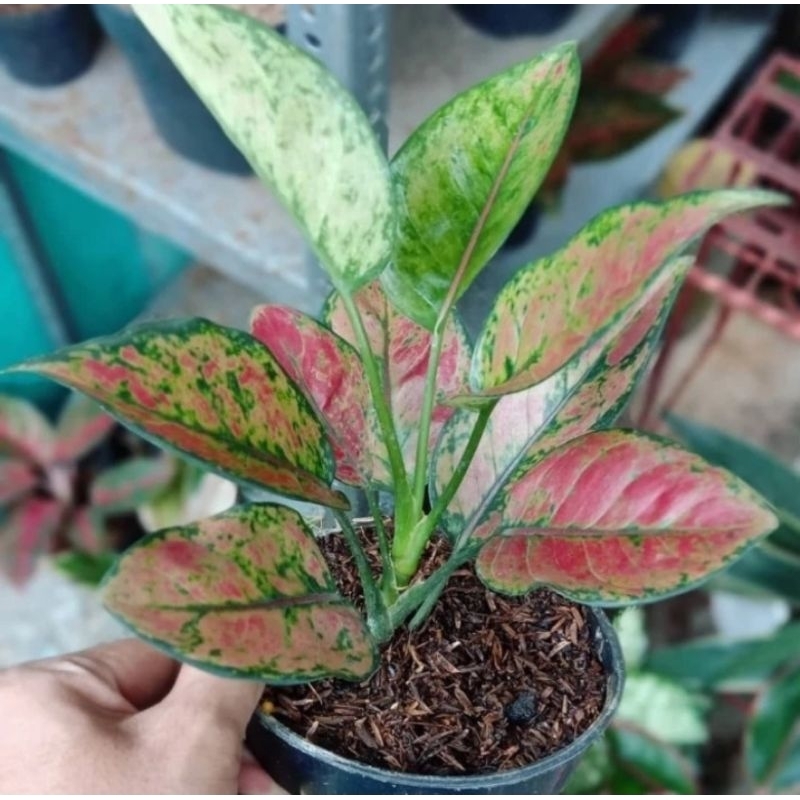 Tanaman Hias Aglonema Hengheng - pohon hiduf - tanaman hias bagus