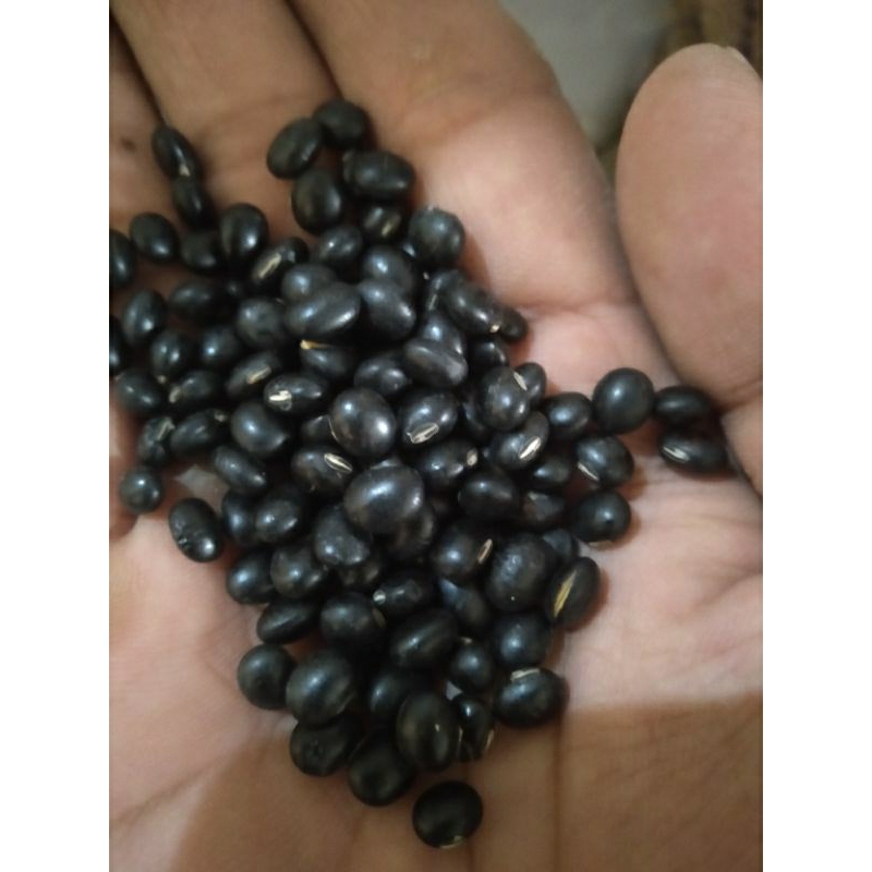

1 KG KACANG KEDELAI HITAM IMPORT - BIBIT KEDELAI HITAM - MALIKA