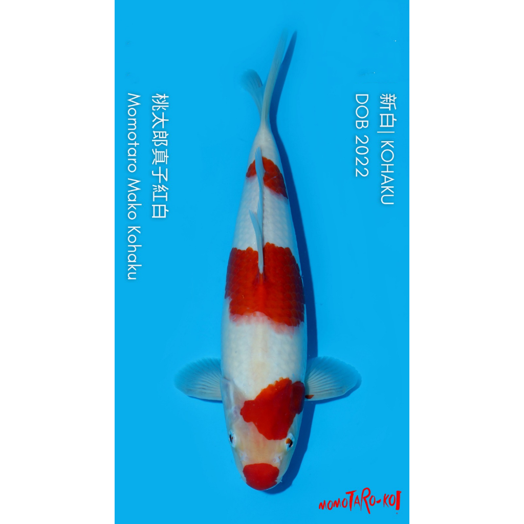 Ikan Koi Import ID24 - Kohaku 35BU up - Momotaro Koi Farm