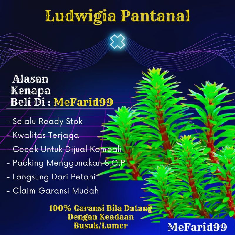 Ludwigia Pantanal Tanaman Aquascape Tanpa Co2 (Tanaman Aquascape Low Co2)