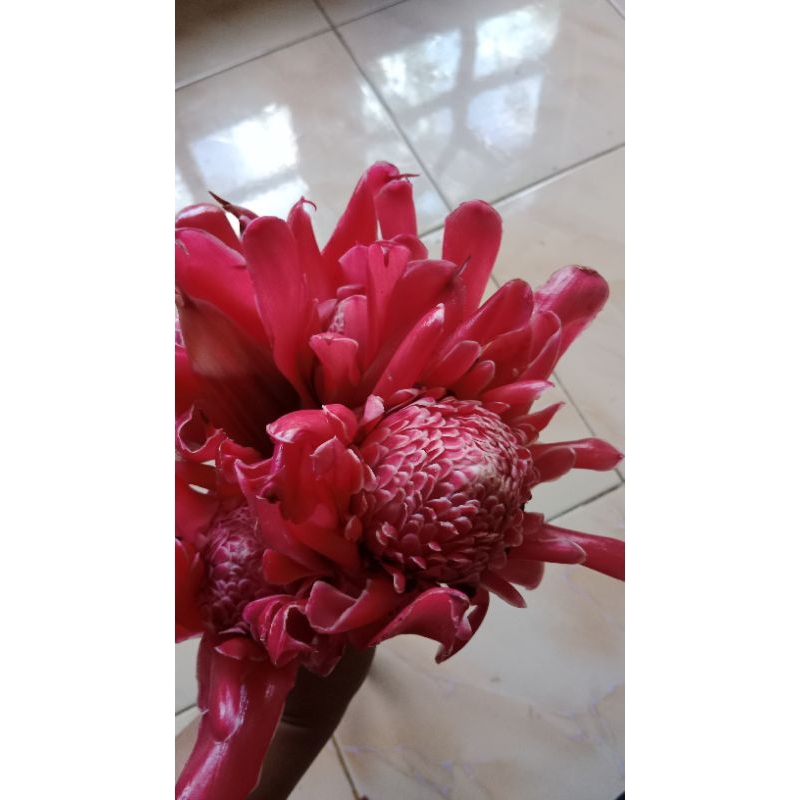 

BUNGA KECOMBRANG MERAH/ BUNGA HONJAI