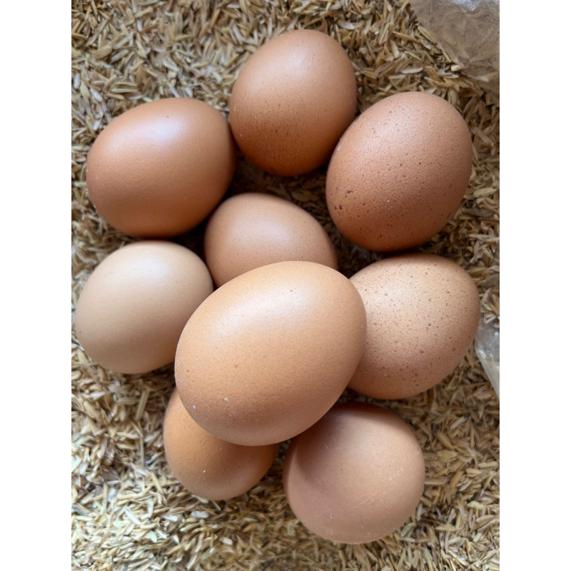 

Telur Ayam
