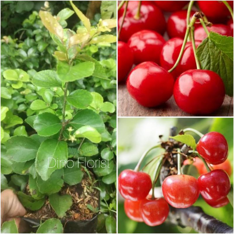 Bibit Tanaman Cherry Jepang / Ceri Jepang ( Sudah Berbunga / Sudah Berbuah )