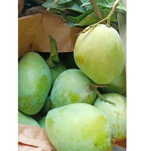 

MANGGA INDRAMAYU mengkel dan matang