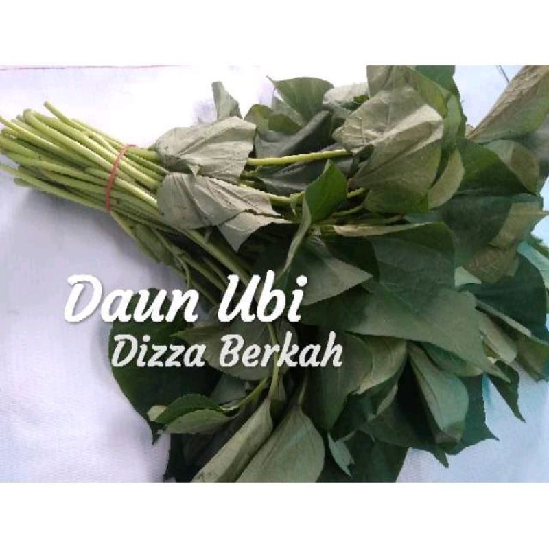 

DAUN UBI/DAUN TELO/1 ikat/Dizza Berkah