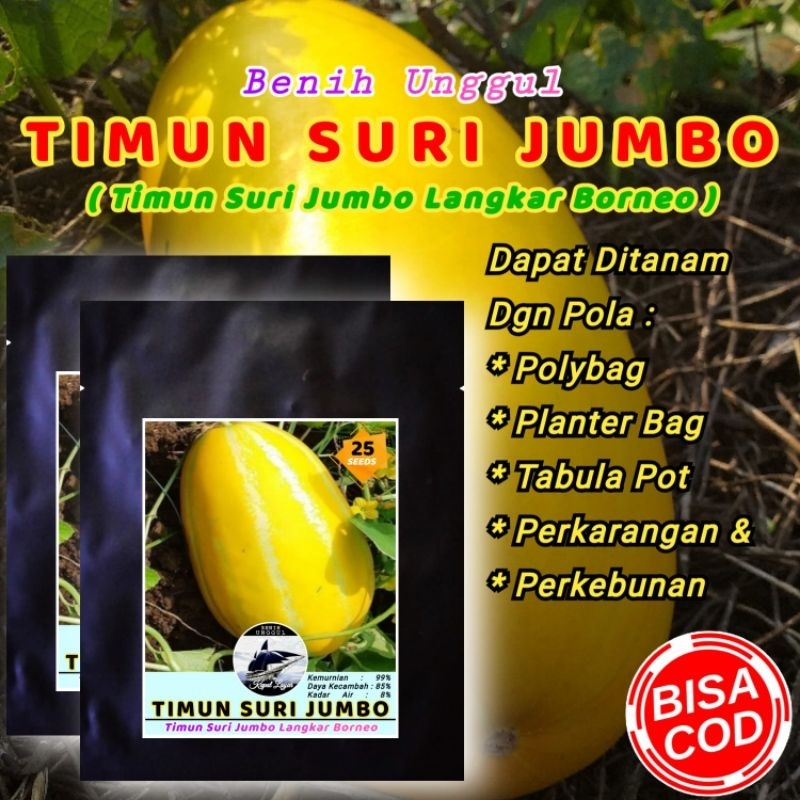 BENIH TIMUN SURI JUMBO UNGGUL