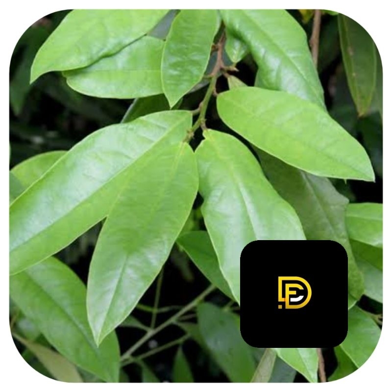 

Daun buni segar daun huni 500 gram-az