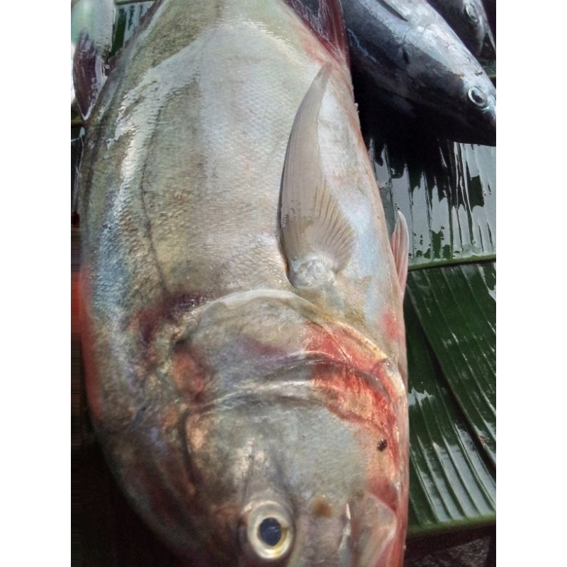 

Ikan Simba potongan 500 gr