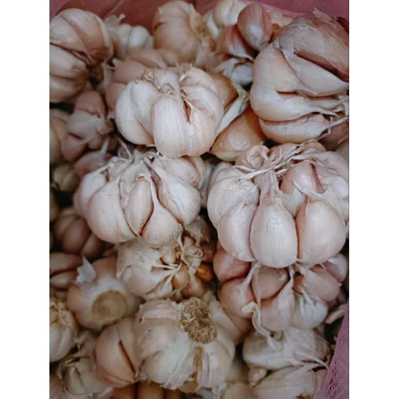 

BAWANG PUTIH MURAH 1KG /BAWANG PUTIH 1KG /BAWANG PUTIH BANCI
