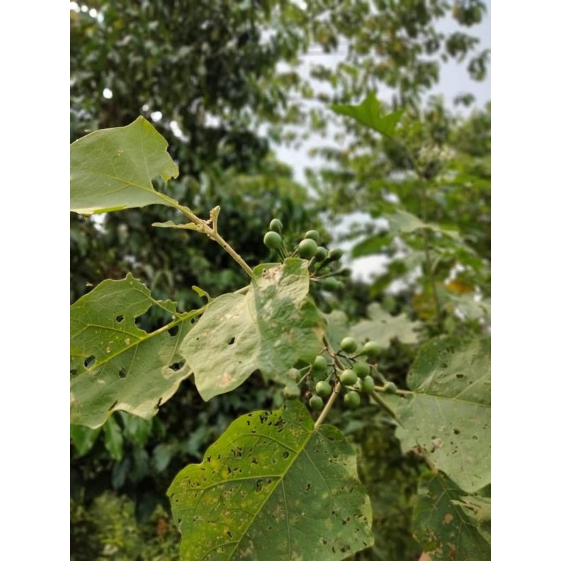 

BUAH TEKOKAK SEGAR 1KG