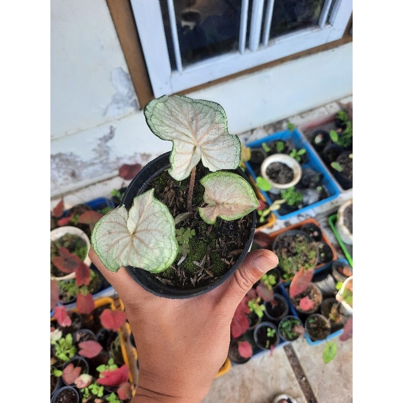 Caladium white jaguar