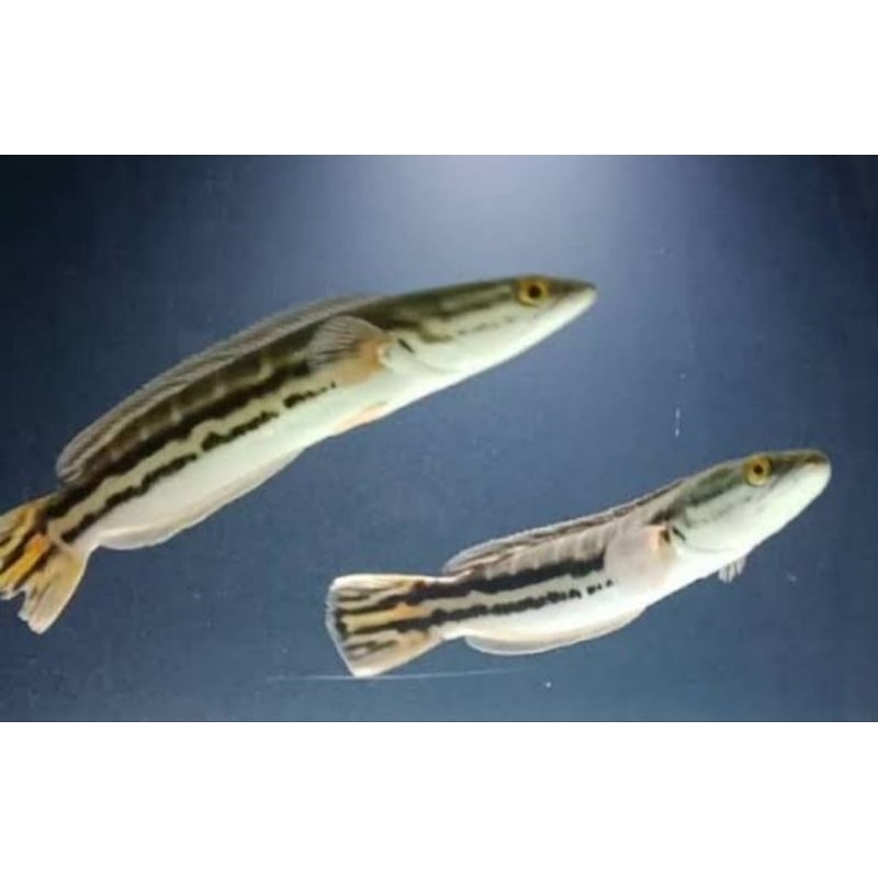 TOMAN kalimantan UKUR 10/15 CM MURAH