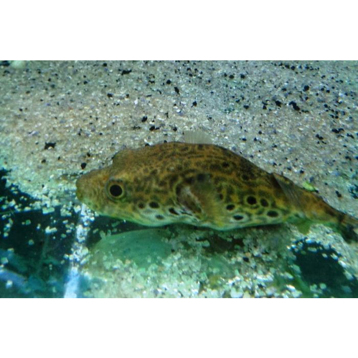 Replika Buntal Kelapa / Replika Coconut Puffer Fish / Replika Ikan Predator