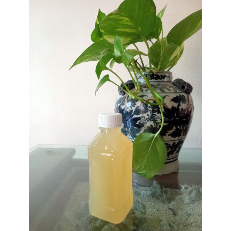 

sari lemon murni 100% fresh