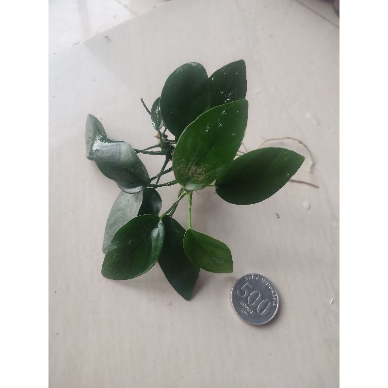 Anubias Nana