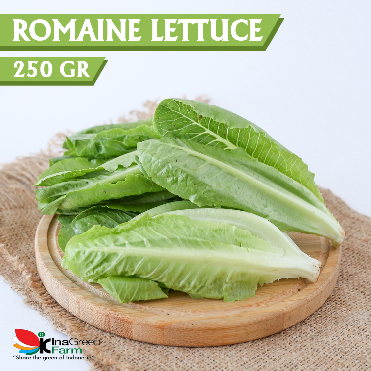 

Sayur Romaine Lettuce Organik 250 Gram Inagreen Farm Jakarta