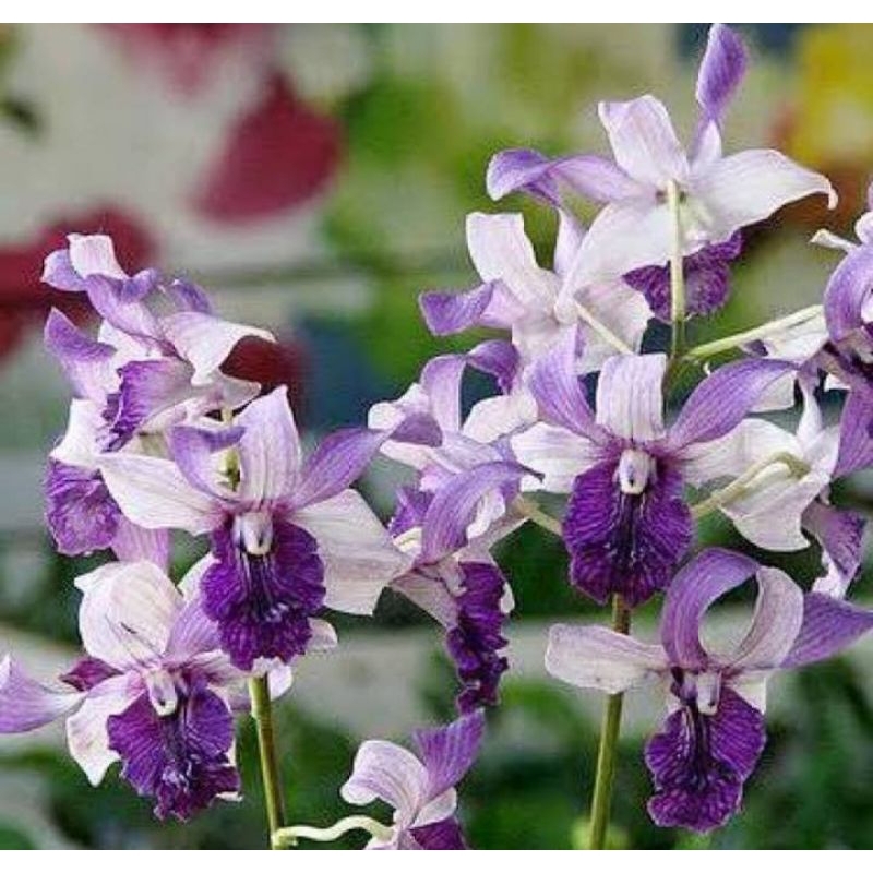 Anggrek Dendrobium Inaraya Blue Kondisi Dewasa