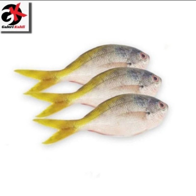 

IKAN EKOR KUNING FRESH Berkualitas GRADE A - 1Kg / ANEKA IKAN LAUT SEGAR / IKAN LAUT FRESH / SEAFOOD / ANEKA MAKANAN IKAN SEGAR